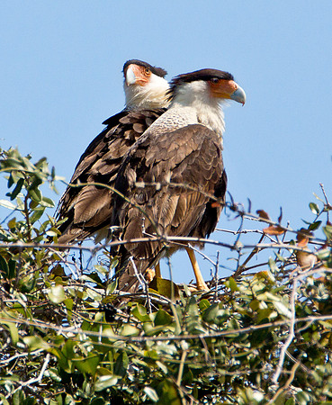 Crested Caracara