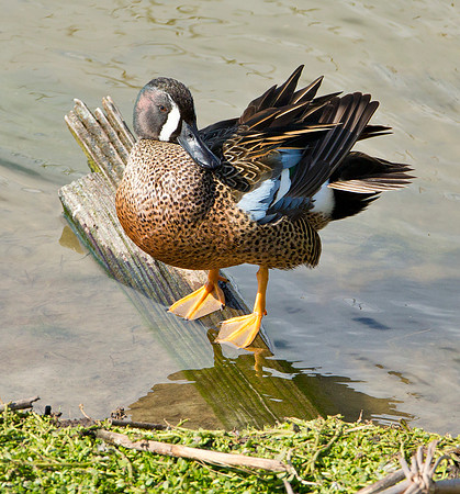 Blue Wing Teal