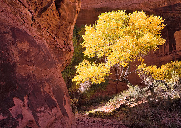Cottonwood Ablaze