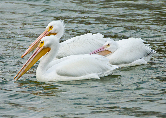 Family Time - American White Pelican