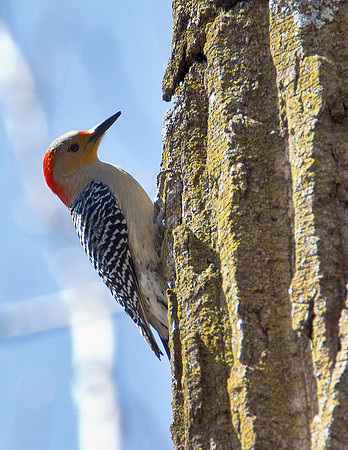 Red Bellied Woodpecker