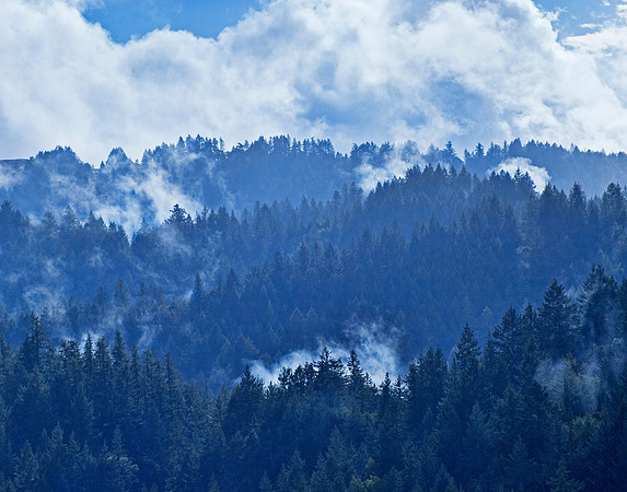 Mist in the Pines - Fairfax, California