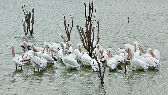 Me Time - American White Pelican