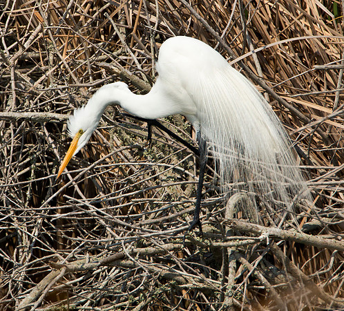 Focused - Great Egret