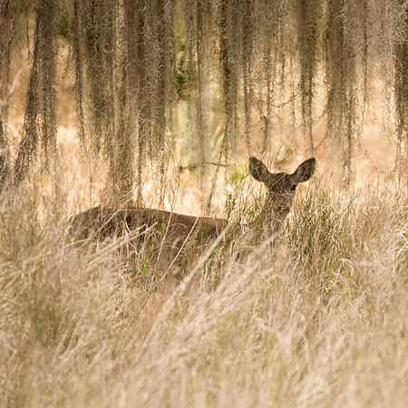 White Tail Deer & Spanish Moss
