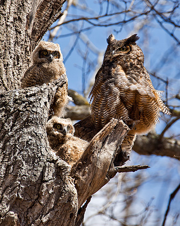 Great Horned Owl with Offspring