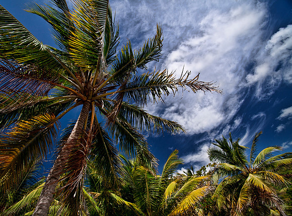 Coastal Palms and Sky