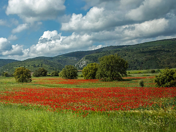 Poppies - Occitania