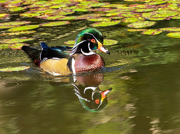 Wood Duck Drake - Washington State
