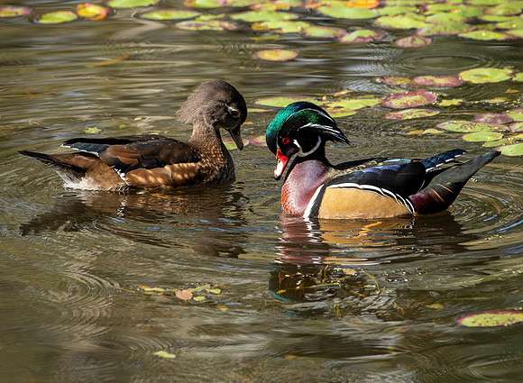 Mated Pair - Wood Ducks, MInnesota