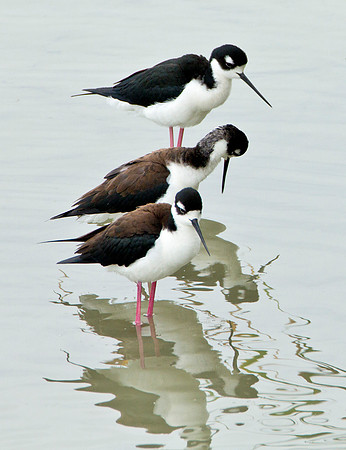 Reflections - Black Neck Stilt