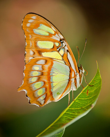 Malachite Butterfly