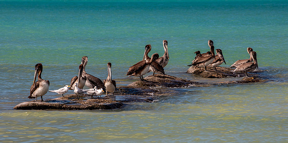 Pelicans & Terns - Isla Holbox