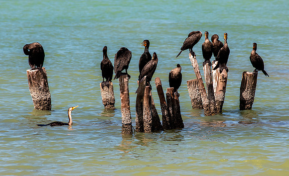 Neotropic Cormorants