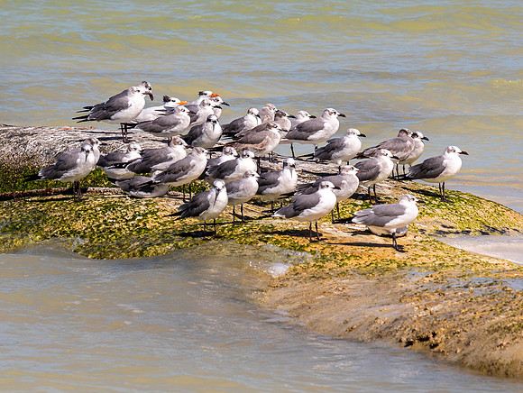 Franklin's Gulls & Royal Terns - Isla Holbox
