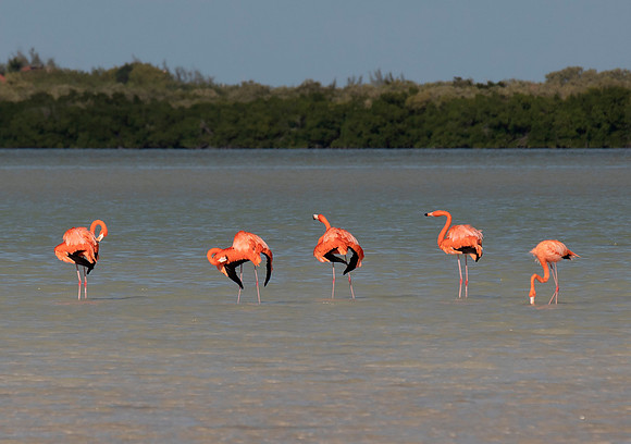 Flamingos - Yum Balam Reserve