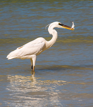 Great Egret & Catch
