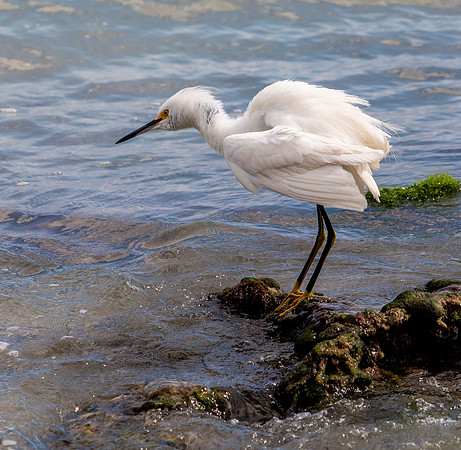 Snowy Egret - Breeding Adult