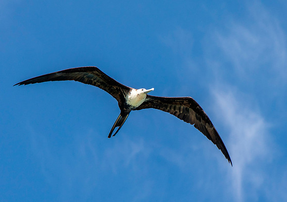 Frigate Bird in Flight - Tulum