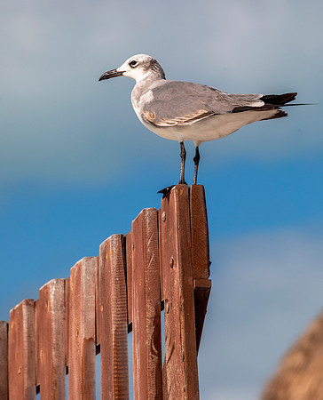 Franklin's Gull