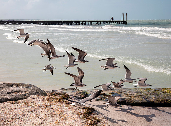 Terns - Isla Holbox