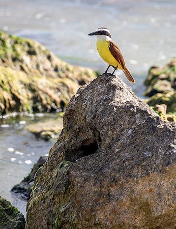 Kiskadee - Tulum