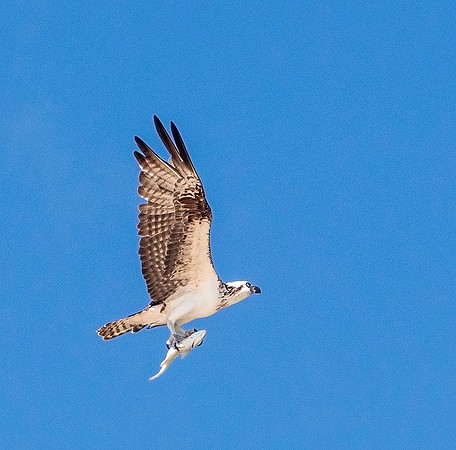 Osprey with Catch - Tulum