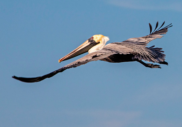 Brown Pelican Gliding