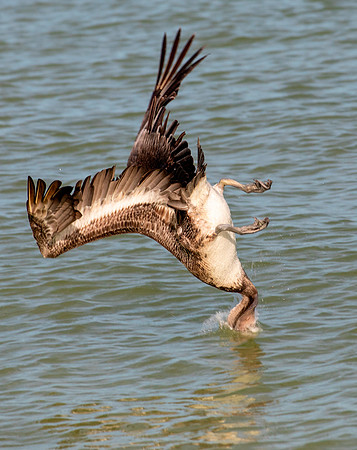Brown Pelican Diving