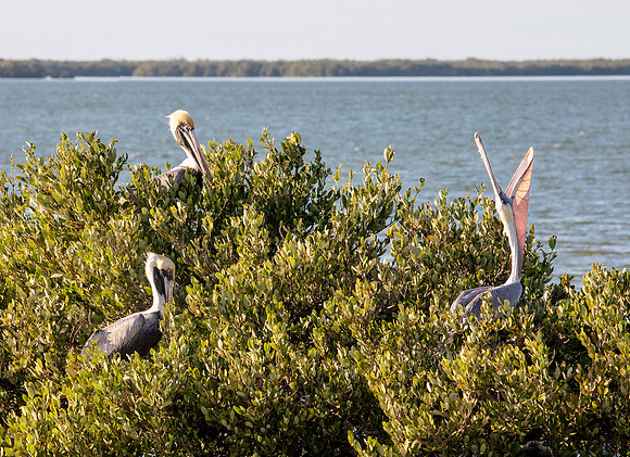 Brown Pelicans - Yum Balam