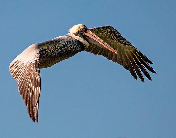In Flight - Brown Pelican