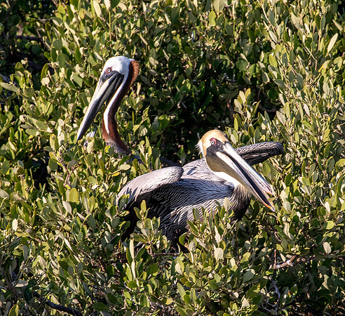 Brown Pelicans in Rookery - Yum Balam Reserve