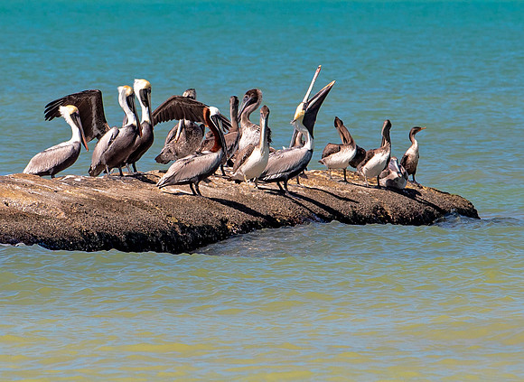 Pelican Point - Isla Holbox