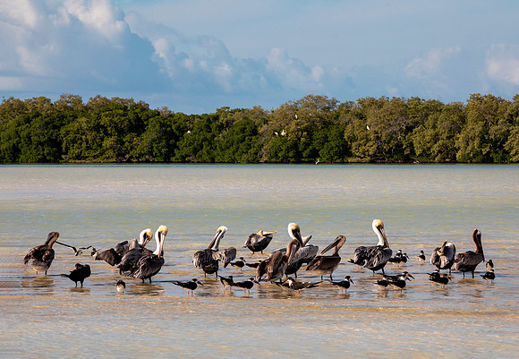Sandbar Confab - Yum Balam Reserve