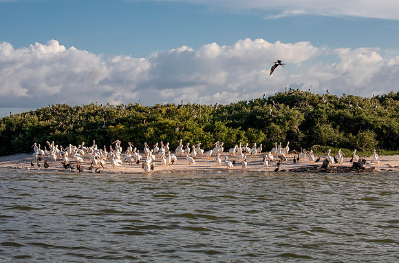 White Pelicans - Sian Ka'an Reserve, Tulum