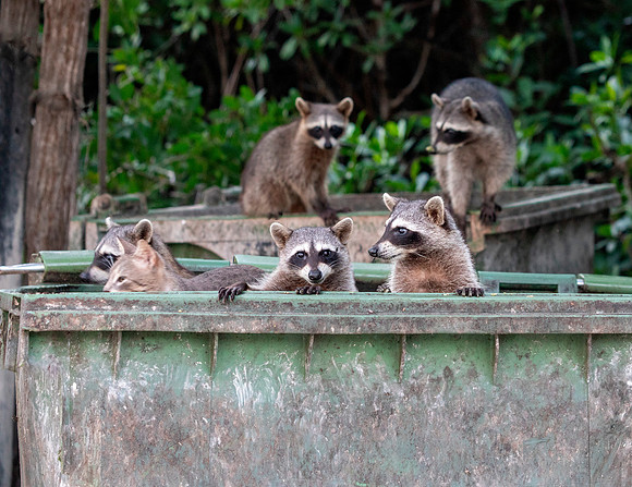 Dumpster Party - Five Racoons, One Cat