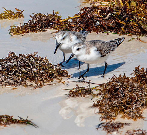 Sanderlings - Playa Holbox