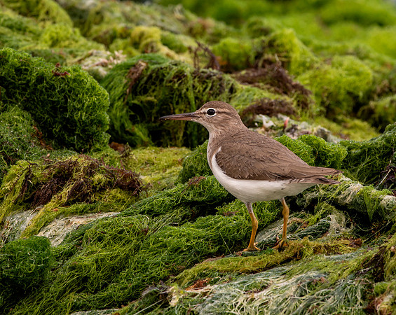 Spotted Sandpiper - Nonbreeding Adult