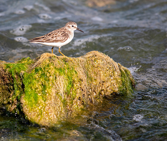 Least Sandpiper - Nonbreeding Adult