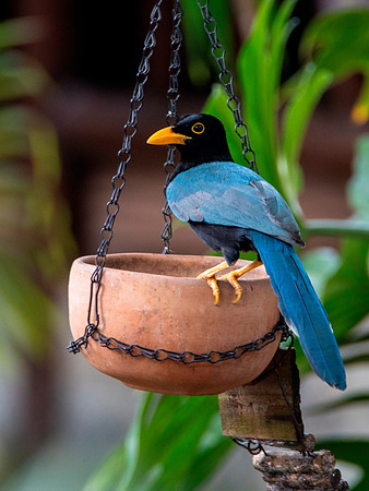 Yucatan Jay