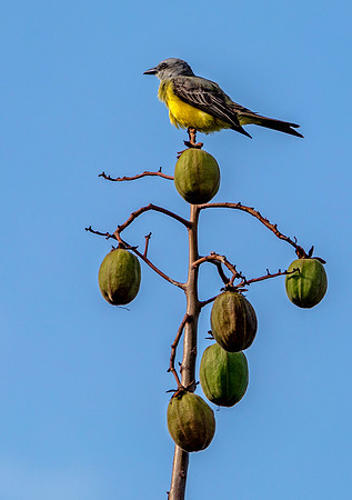 Tropical Kingbird II