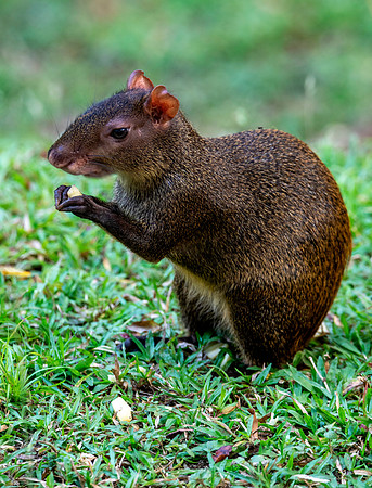 Agouti at Lunch