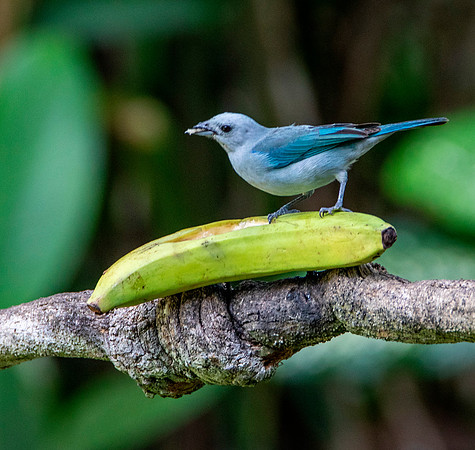 Blue Grey Tanager