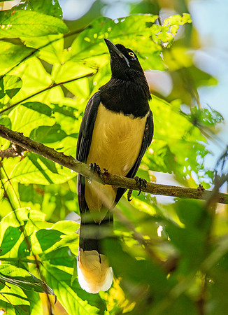 Black-Chested Jay