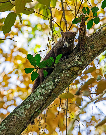 Coati Looking for Meal