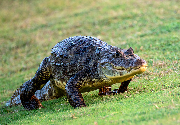 Golf Course Caiman Greets Players
