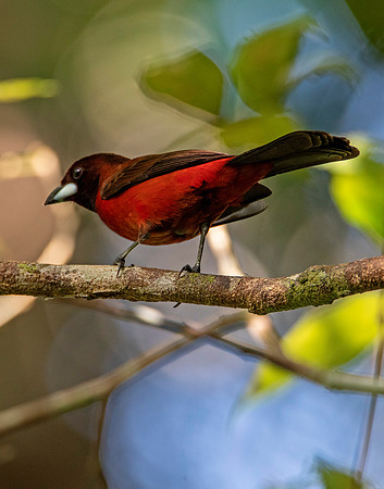 Crimson-Backed Tanager