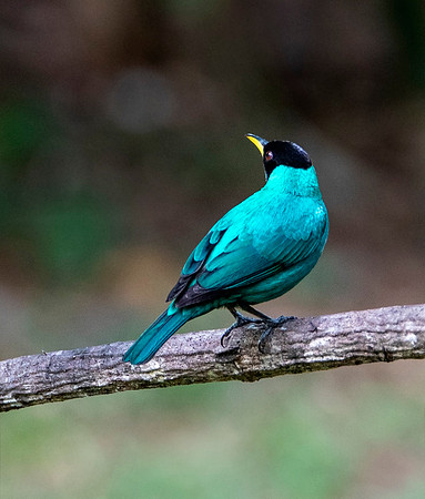 Green Honeycreeper