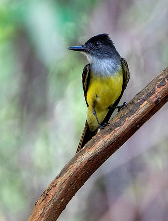 Dusky-Capped Flycatcher
