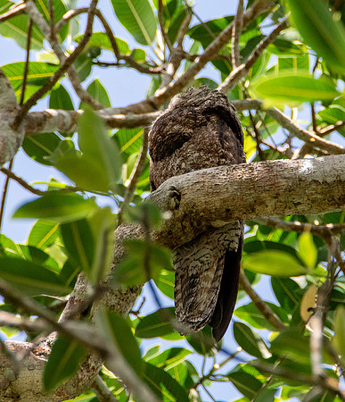 Great Potoo Napping